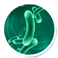 Lactobacillus Paracasei