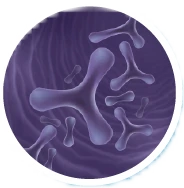 Bifidobacterium Lactis