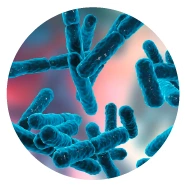 Lactobacillus Paracasei