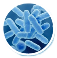Lactobacillus Reuteri